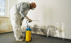 Mold Odor Removal Services in Ripon, WI