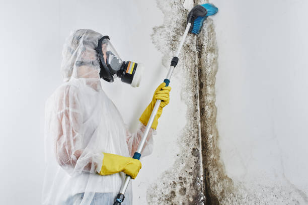 Best Commercial Mold Inspection  in Ripon, WI