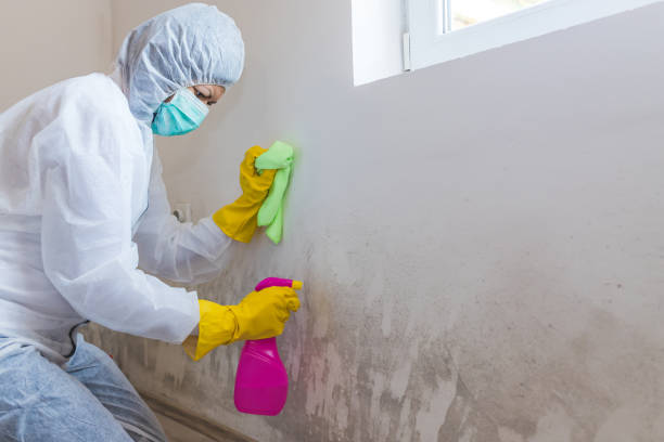 Mold Removal for HVAC Installations in Ripon, WI